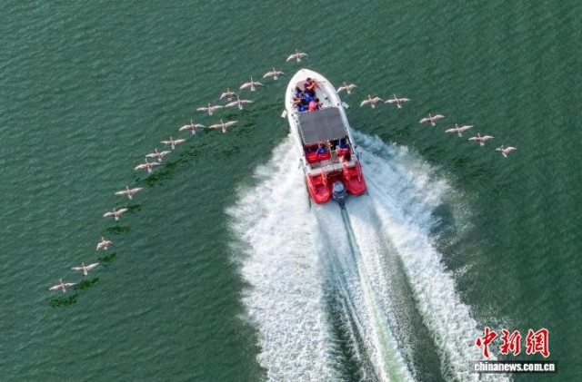 安徽歙縣:鴻雁伴飛引領生態旅游新體驗