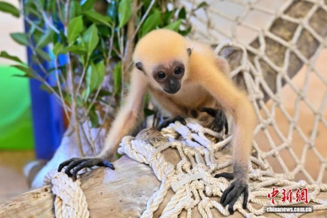 廣州長隆野生動物世界“幼兒園開學”科普展示吸引游客