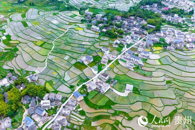 航拍貴陽市花溪區高坡梯田。人民網記者 涂敏攝
