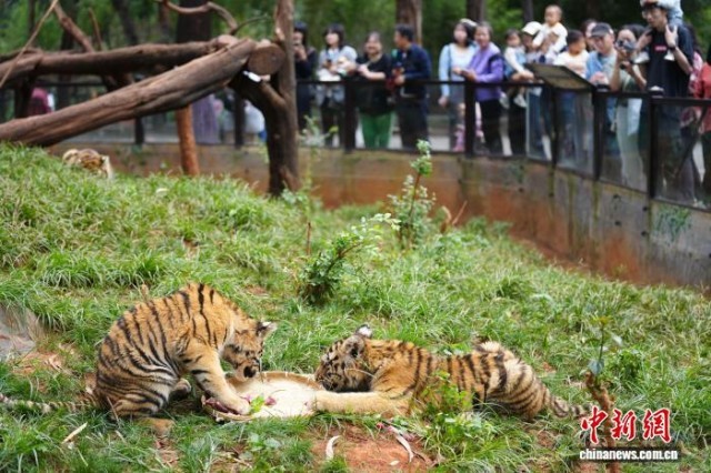云南昆明:動物享用特制“月餅”