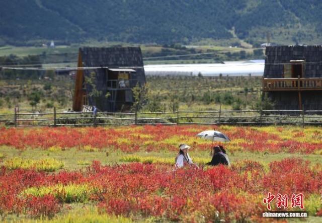 香格里拉秋景如畫游人如織
