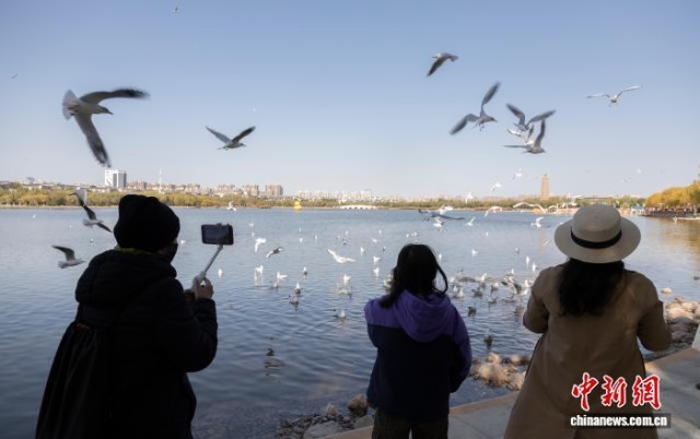 候鳥邂逅“塞上湖城”