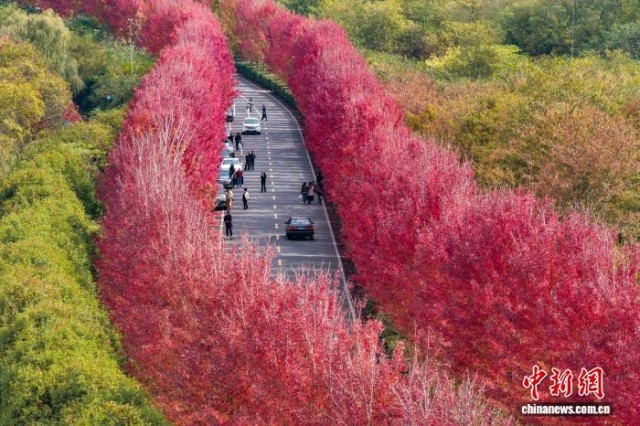 “楓”景獨好南京大泉湖畔如霞似火美如畫
